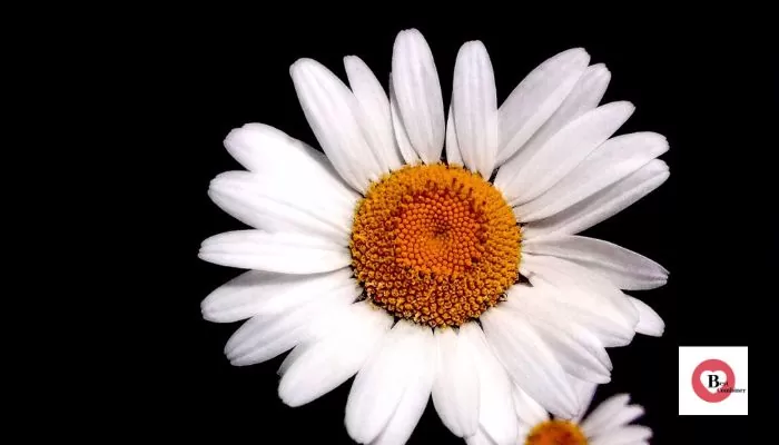 daisy Flowers Name in Hindi and English