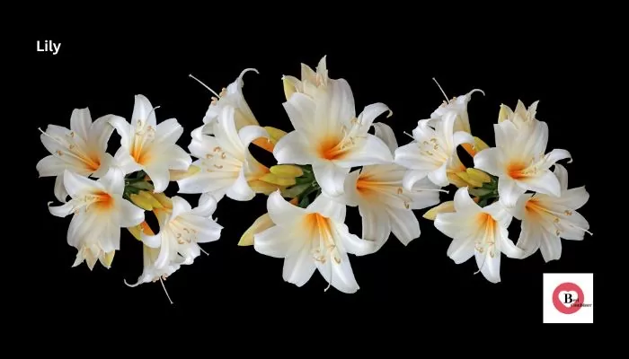 Lily Flowers Name in Hindi and English