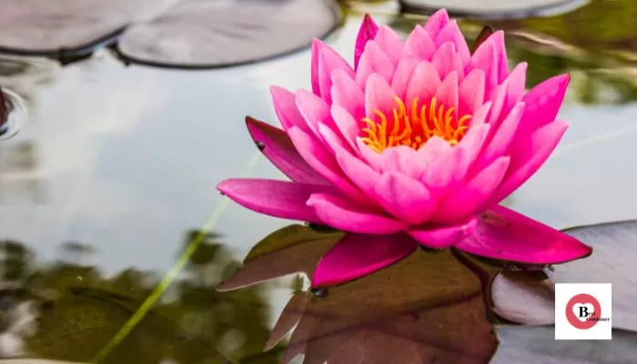 lotus Flowers Name in Hindi and English