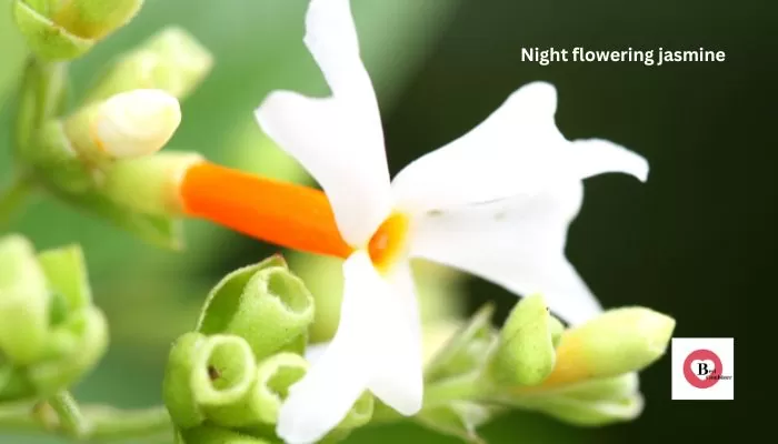 Night flowering jasmine