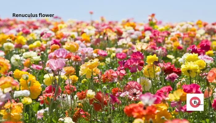 Flowers Name in Hindi and English