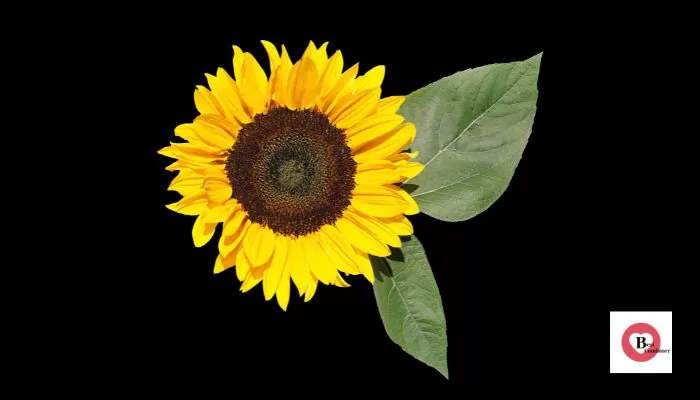 Sunflower Flowers Name in Hindi and English