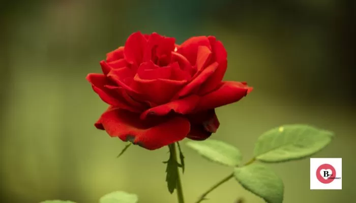 rose flower name in Hindi and english